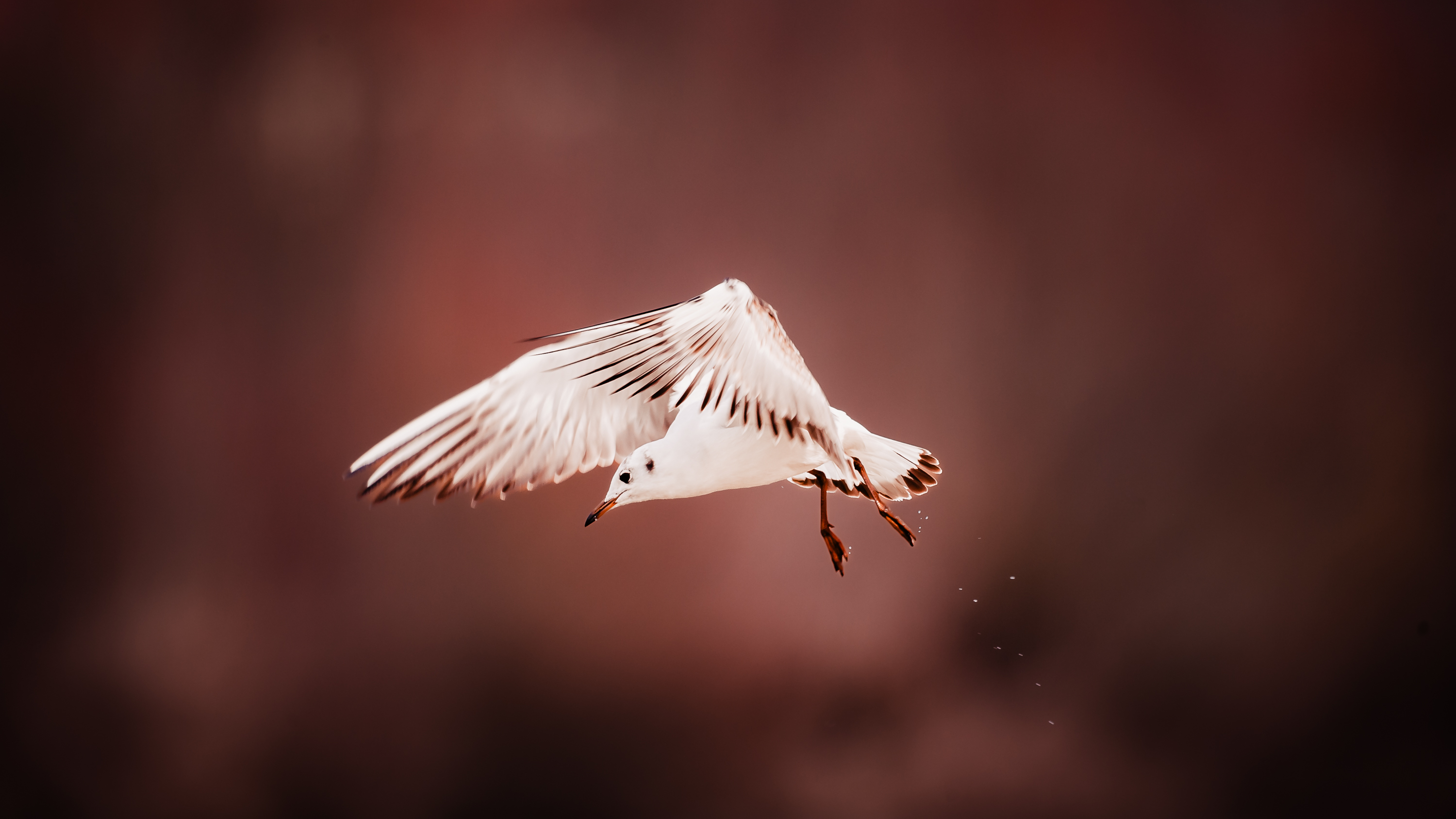 Thalkirchen Wasservoegel 2773